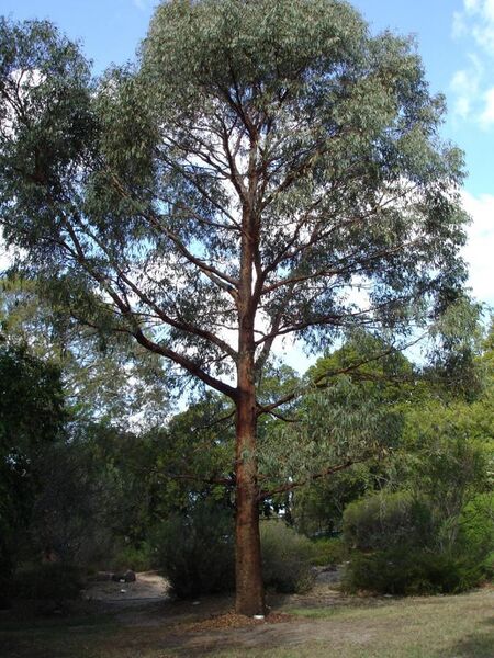 File:Eucalyptus radiata.jpg