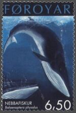 Photo of stamp displaying diving whale with bent tail with Faroyar printed across the top and Nebbafiskur and Baelaenoptera physalus in successively smaller print at bottom