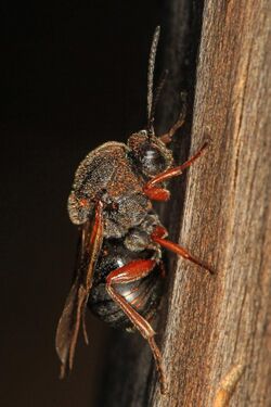 Gall Wasp - Cynipidae family, Leesylvania State Park, Woodbridge, Virginia.jpg
