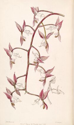 Gongora aromatica (as Gongora bufonia var. leucochila) - Edwards vol 33 (NS 10) pl 17 (1847).jpg