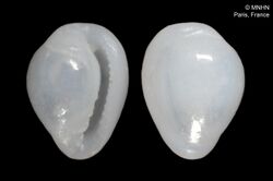 Granulina globosa (MNHN-IM-2000-3442).jpeg