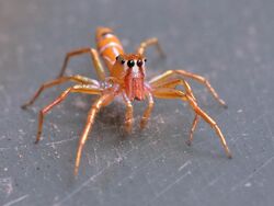 Green Ant Hunter (Cosmophasis bitaeniata).jpg