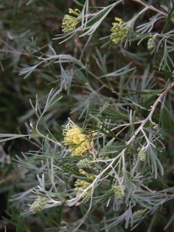 Grevillea Lemon Supreme.JPG