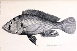 Haplochromis graueri2.jpg