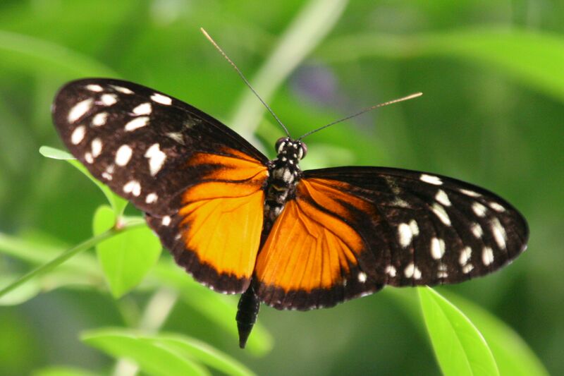 File:Heliconius hecale.JPG