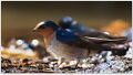 Hill Swallow (Hirundo domicola) by Dharani Prakash.jpg