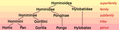 File:Hominoid taxonomy 6.svg