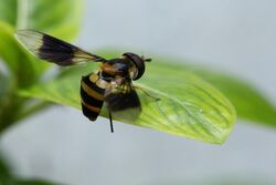 Hoverfly Syrphidae BN3Q1431.JPG