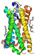 Human cannabinoid receptor 2 (CB2) PDB 5ZTY.png