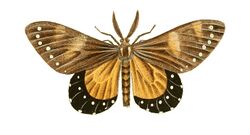 Illustrations of Exotic Entomology Callimorpha Nerina.jpg