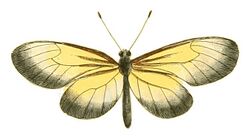 Illustrations of Exotic Entomology Heliconia Gazoria.jpg