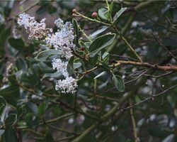 This is a photo of the flowers and leaves of the plant species Ceanothus spinosus