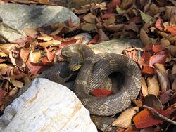 Korean rat snake.jpg