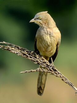 Large Gray Babbler (Turdoides malcolmi) Photograph by Shantanu Kuveskar.jpg