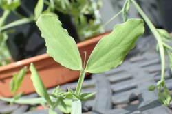 Lathyrus belinensis leaf.png