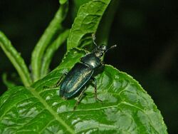 Lucanidae - Platycerus caraboides-1.JPG