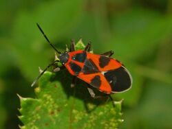 Lygaeidae - Tropidothorax leucopterus.JPG