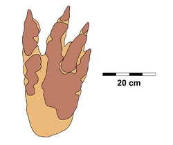 Macropodosaurus footprint.png