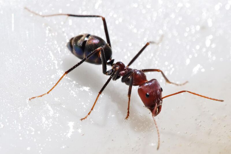 File:Meat eater ant feeding on honey02.jpg