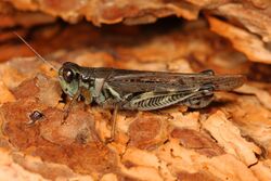 Migratory Grasshopper - Melanoplus sanguinipes, Coldstream Cemetery, Coldstream, British Columbia.jpg