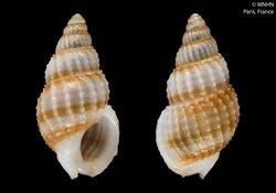 Nassarius cernohorskyi (MNHN-IM-2000-9422).jpeg