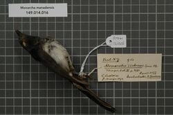 Naturalis Biodiversity Center - RMNH.AVES.136026 1 - Monarcha manadensis (Quoy & Gaimard, 1830) - Monarchidae - bird skin specimen.jpeg