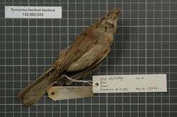 Naturalis Biodiversity Center - RMNH.AVES.27246 2 - Pycnonotus blanfordi blanfordi Jerdon, 1862 - Pycnonotidae - bird skin specimen.jpeg