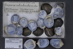 Naturalis Biodiversity Center - RMNH.MOL.151242 - Septaria porcellana (Linnaeus, 1758) - Septaridae - Mollusc shell.jpeg