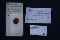 Naturalis Biodiversity Center - RMNH.MOL.289900 - Gonostomopsis auridens (Rang, 1834) - Pleurodontidae - Mollusc shell.jpeg