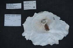 Naturalis Biodiversity Center - ZMA.MOLL.202711 - Onustus longleyi Bartsch, 1931 - Xenophoridae - Mollusc shell.jpeg