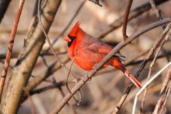 Northern Cardinal (Cardinalis cardinalis) male.jpg