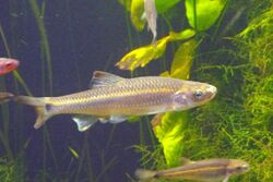 Notropis stilbius silverstripe shiner.JPG