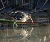 Nycticryphes semicollaris - American-painted snipe.jpg