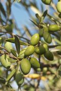 Olives (PICHOLINE) CL. J Weber (23148296045).jpg