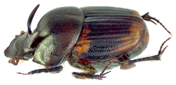 Onthophagus (Gibbonthophagus) cervus (Fabricius, 1798) male lateral (13431019813).png