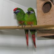 Oreopsittacus arfaki (pair) -captive-8a-4c.jpg