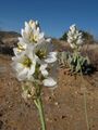 Ornithogalum cf. thyrsoides (Hyacinthaceae) (6931332103).jpg