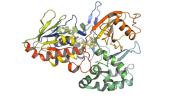 Oryza-sativa-phytoene-desaturase-PDB-5mog.png