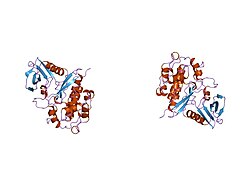 PDB 1tki EBI.jpg