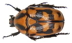 Pachnoda interrupta (Olivier, 1789) (3290252611).jpg