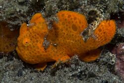 Painted Frogfish.jpg