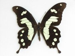 PapiliohorribilisButler,1874.JPG
