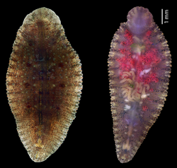 Dorsal (upper) surface and ventral (lower) surface of Placobdelloides siamensis, ventral showing numerous young leeches
