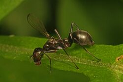 Picture-winged Fly - Myrmecothea myrmecoides, Meadowwood Farm SRMA, Mason Neck, Virginia.jpg