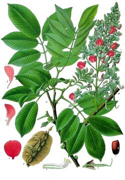 Piscidia piscipula - Köhler–s Medizinal-Pflanzen-109.jpg