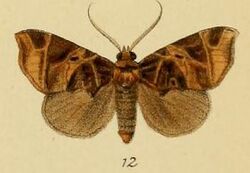 Pl.3-12-Birtha talusina=Marcipa talusina (Schaus & Clements, 1893).JPG