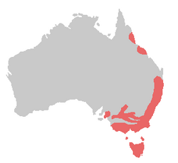 Platycercus elegans range.png