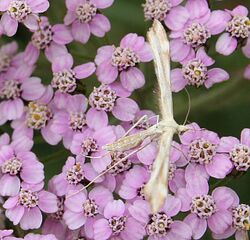 Plume Moth on Yarrow Flowers - geograph.org.uk - 910885.jpg