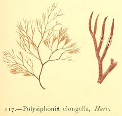 Polysiphonia elongella.jpg