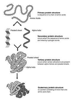 Protein-structure.png